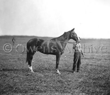 General George G. Meade horse 