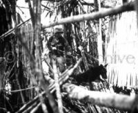 QM War Dog tracking enemy soldiers