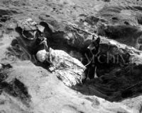 Doberman war dog stands guard, Iwo Jima