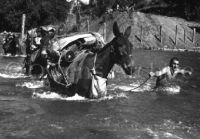 Mule skinners from 2nd Battalion, 475th Infantry, Burma