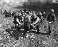 Marines use Ox cart to supply front lines, Saipan